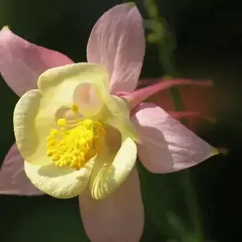 Aquilegia caerulea 'Swan Pink & Yellow' ~ Swan™ Pink & Yellow Columbine-ServeScape