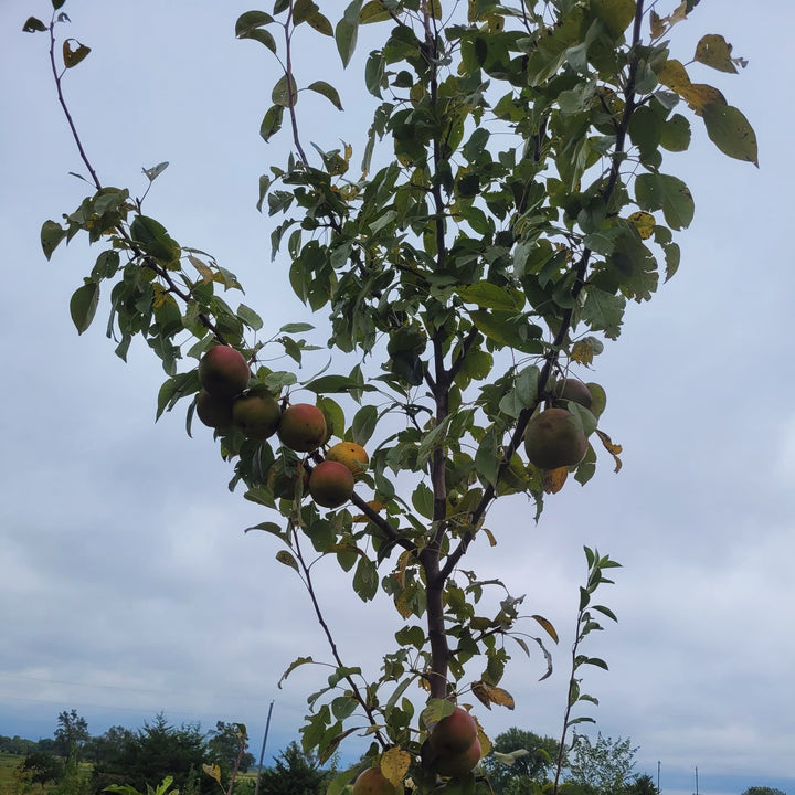 Pyrus communis 'Tennessee' ~ Tenn Pear-ServeScape