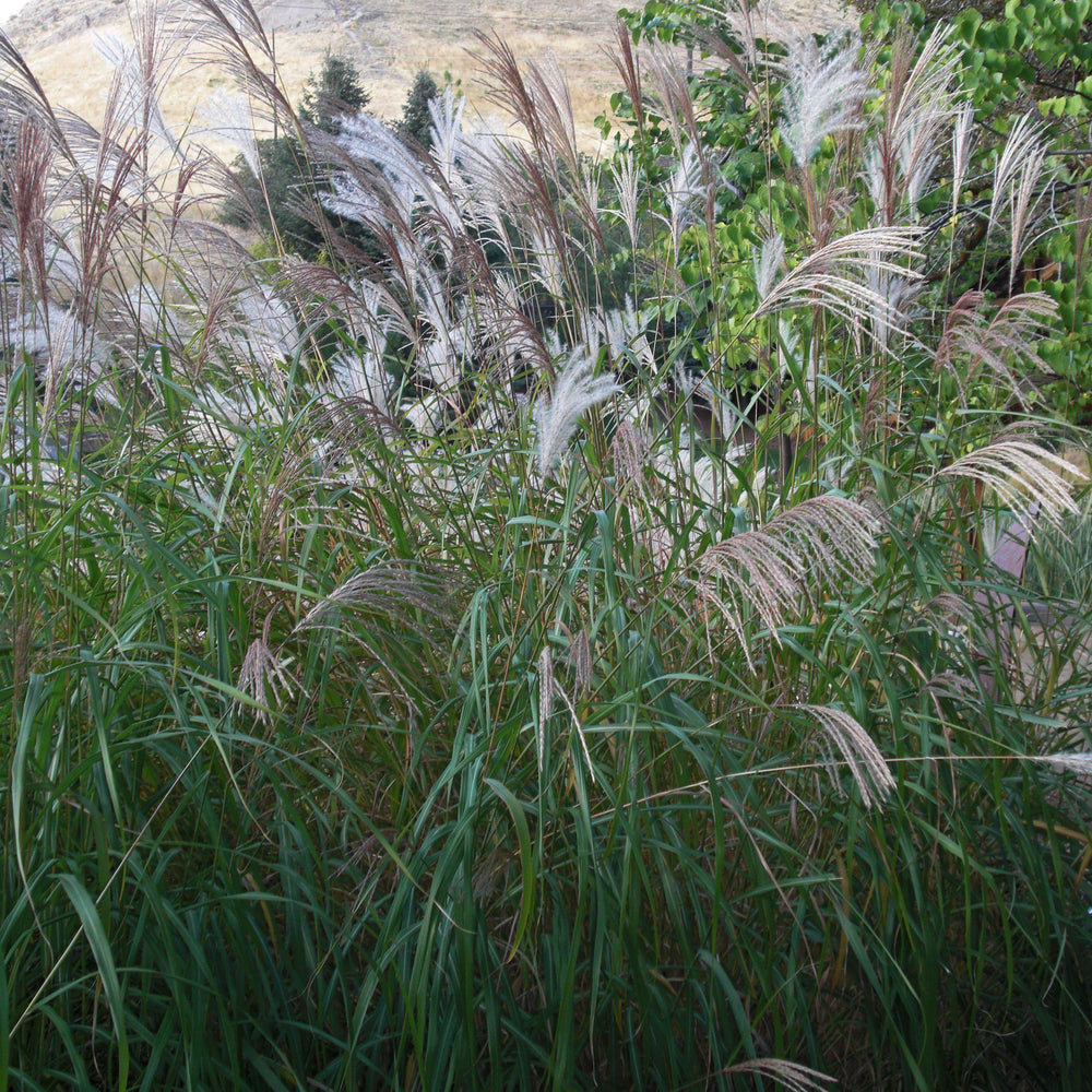 Miscanthus sinensis 'Yakushima' ~ Monrovia® Dwarf Maiden Grass-ServeScape