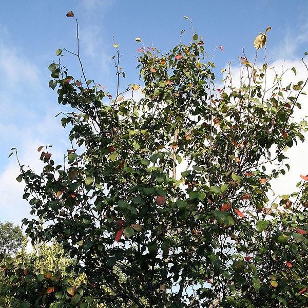 Amelanchier x grandiflora 'Robin Hill' ~ Robin Hill Serviceberry-ServeScape