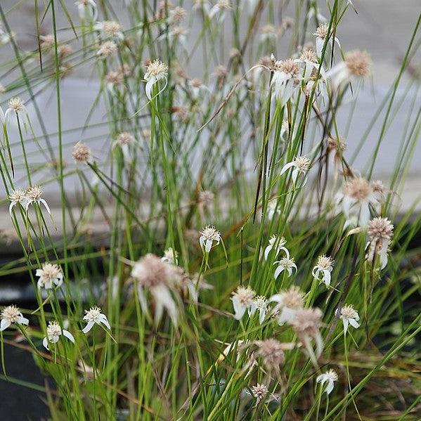 Rhynchospora colorata ~ Starrush Whitetop-ServeScape