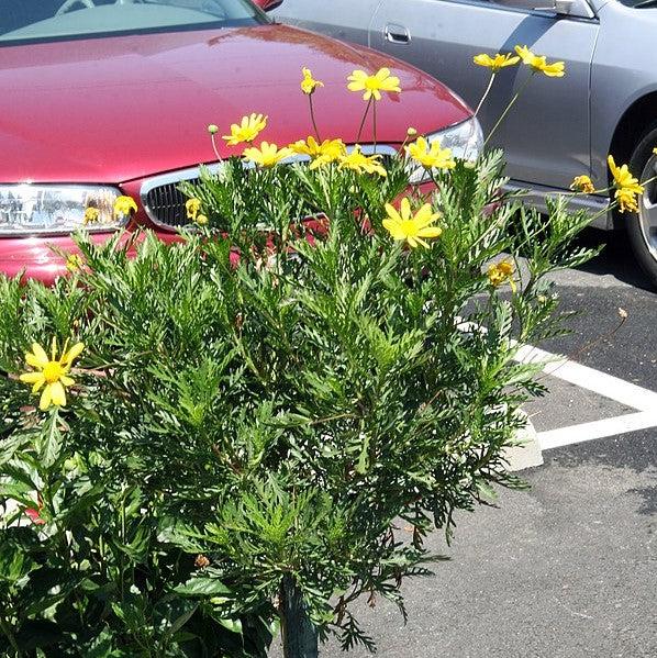 Euryops pectinatus 'Viridis' ~ Green-Leafed Euryops-ServeScape