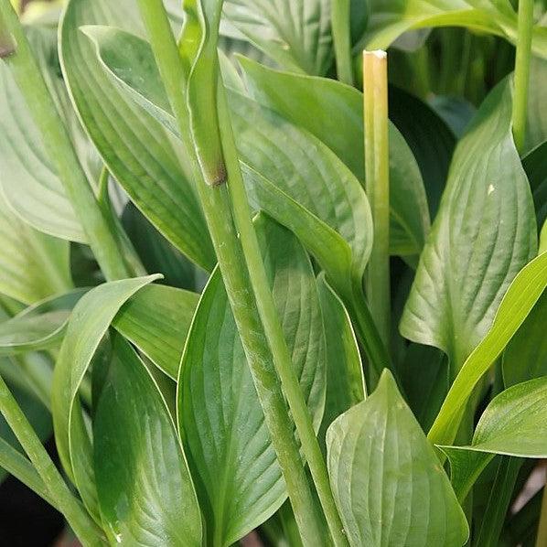 Hosta 'Fortunei Hyacinthina' ~ Fortunei Hyacinthina Hosta-ServeScape