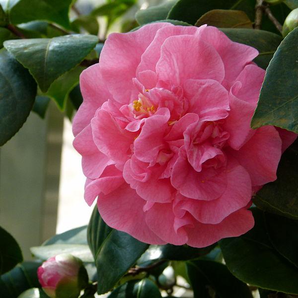 Camellia japonica 'Maiden of Great Promise' ~ Maiden of Great Promise Camellia-ServeScape