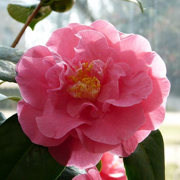 Camellia japonica 'Maiden of Great Promise' ~ Maiden of Great Promise Camellia-ServeScape