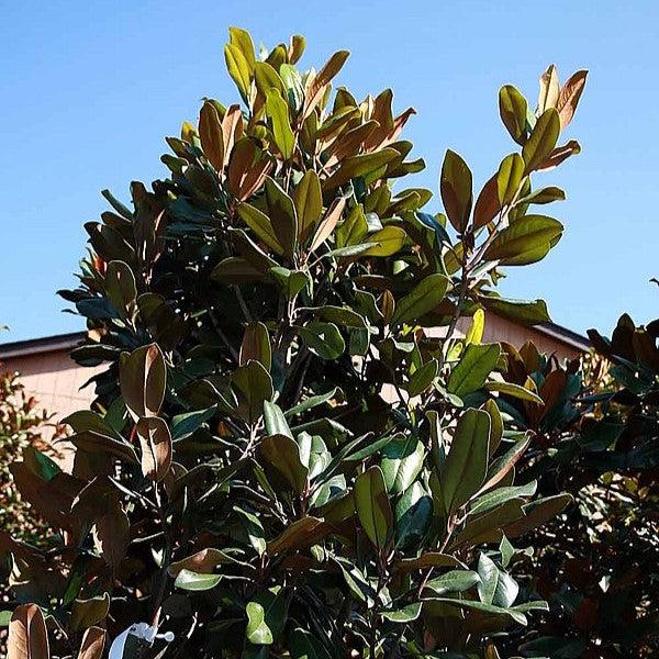 Magnolia grandiflora ‘Edith Bogue' ~ Edith Bogue Southern Magnolia-ServeScape