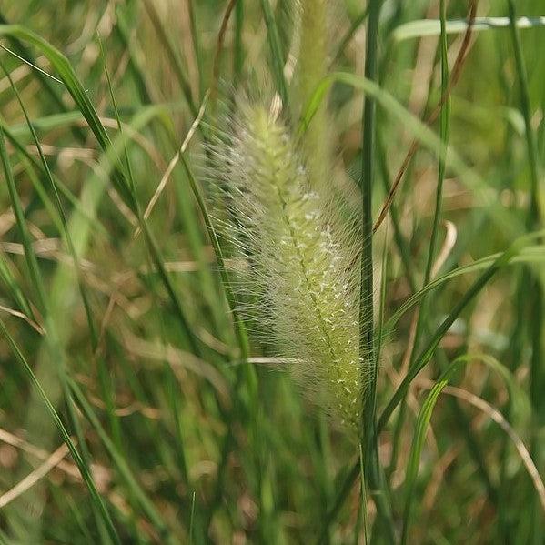 Pennisetum alopecuroides 'Foxtrot' ~ Foxtrot Fountain Grass-ServeScape