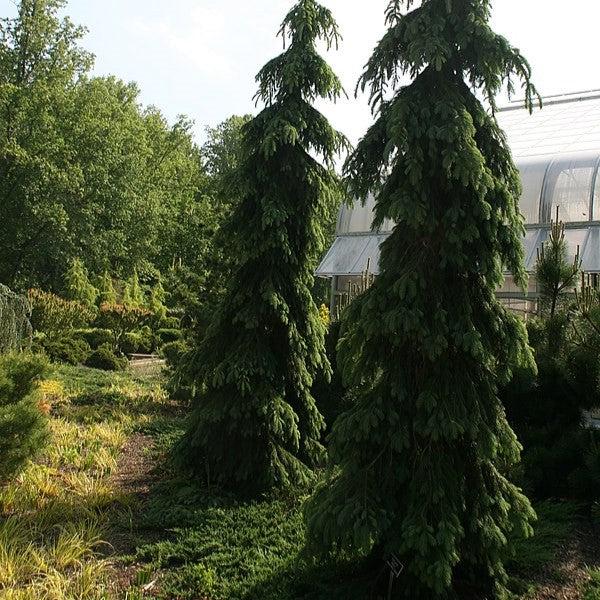 Picea glauca 'Pendula' ~ Weeping White Spruce-ServeScape