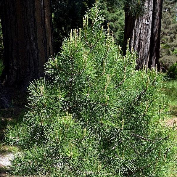 Pinus echinata ~ Shortleaf Pine-ServeScape