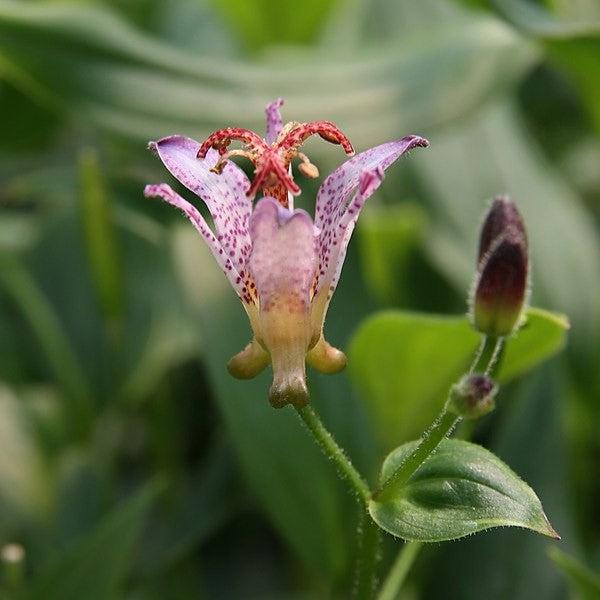 Tricyrtis formosana 'Gilt Edge' ~ Gilt Edge Toad Lily-ServeScape