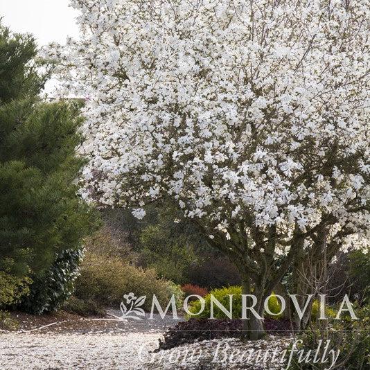 Magnolia stellata 'Royal Star' ~ Royal Star Magnolia-ServeScape