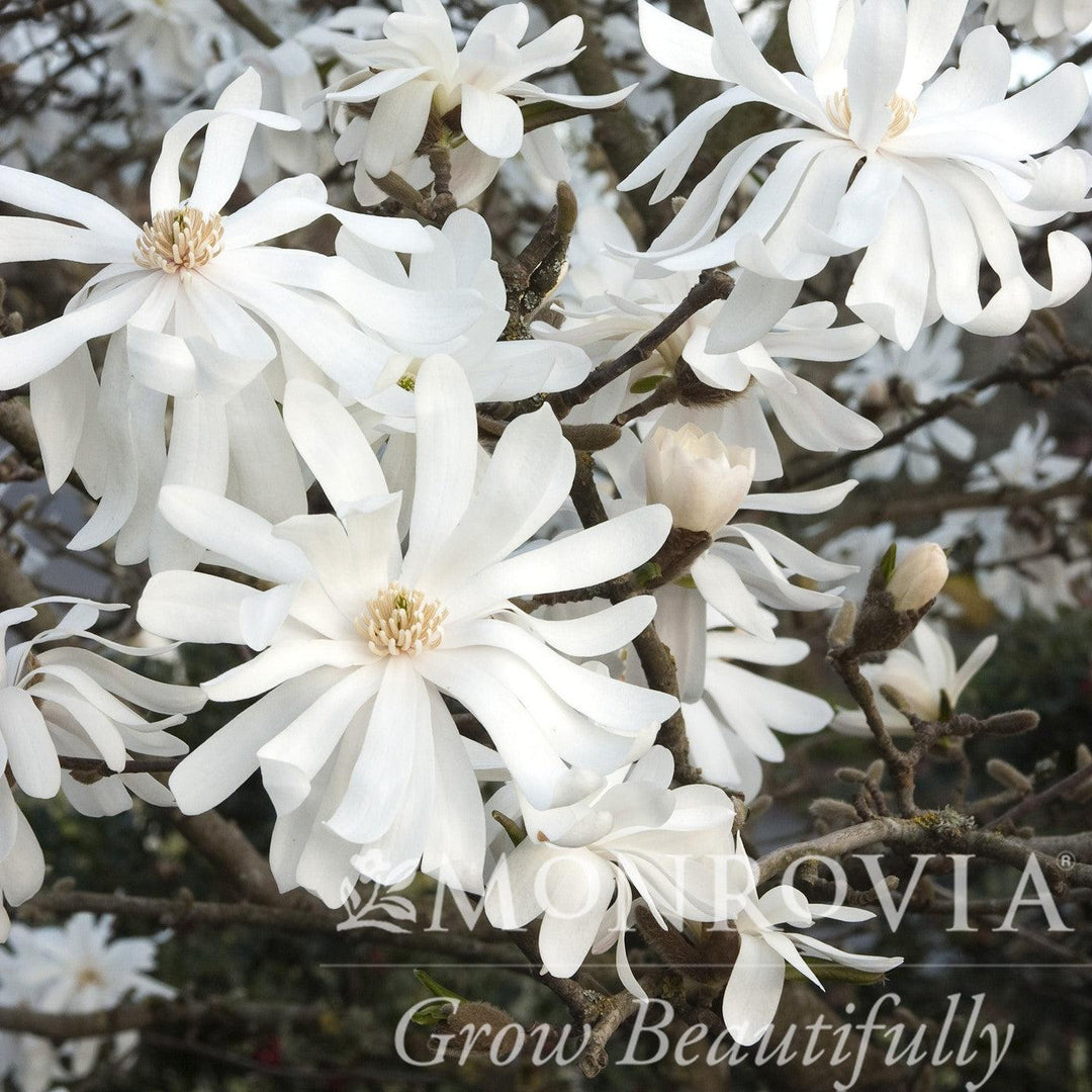 Magnolia stellata 'Royal Star' ~ Royal Star Magnolia-ServeScape