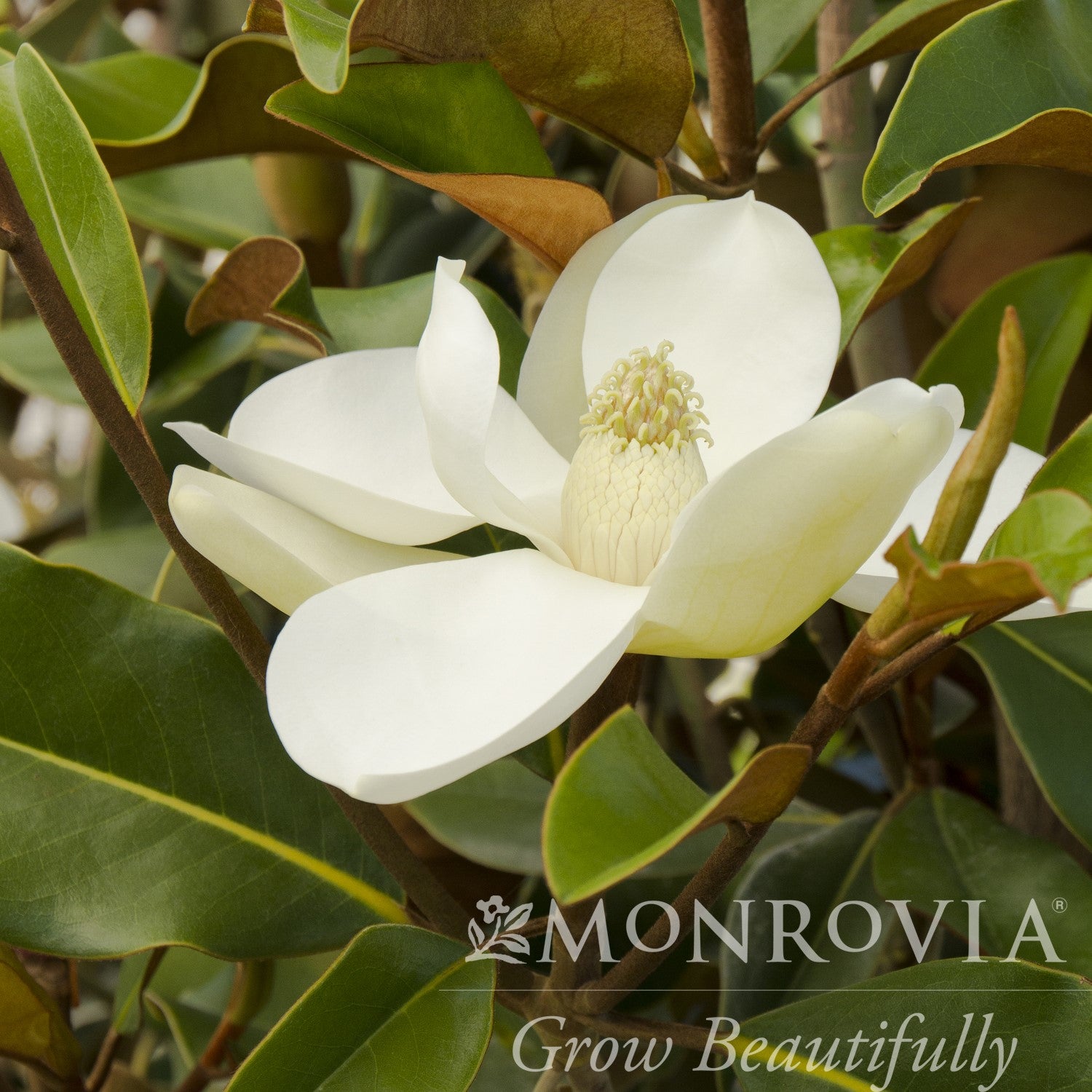 Magnolia grandiflora 'Bracken's Brown Beauty' ~ Monrovia® Bracken's Brown Beauty Southern Magnolia-ServeScape