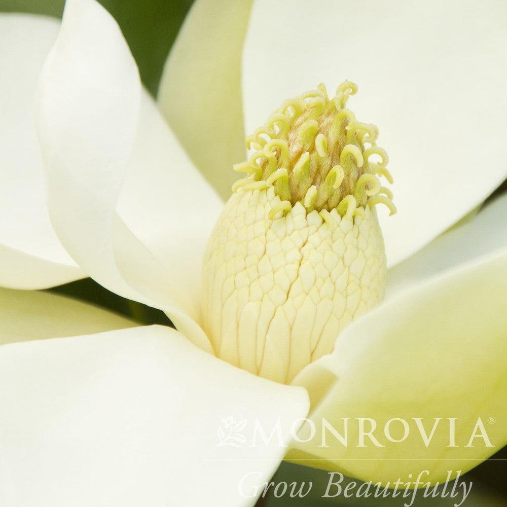 Magnolia grandiflora 'Bracken's Brown Beauty' ~ Monrovia® Bracken's Brown Beauty Southern Magnolia-ServeScape