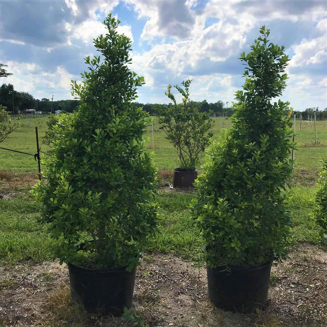 Ilex cassine 'Tensaw' ~ Tensaw Holly-ServeScape