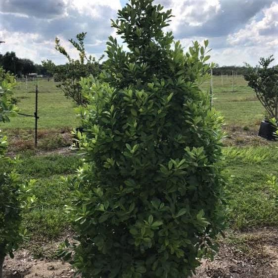 Ilex cassine 'Tensaw' ~ Tensaw Holly-ServeScape