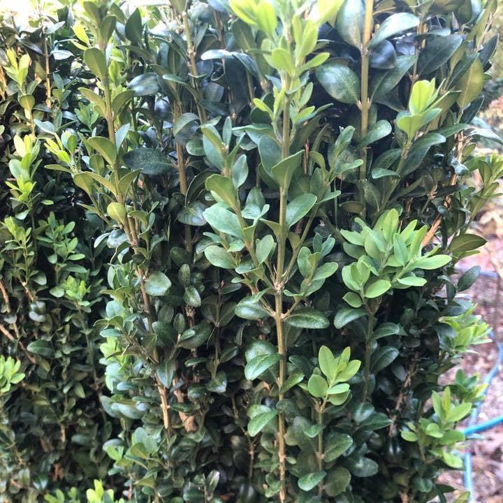 Buxus sempervirens 'Graham Blandy' ~ Graham Blandy Boxwood-ServeScape