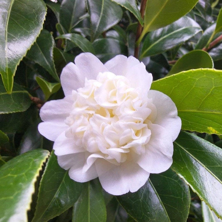 Camellia japonica 'Man Size' ~ Man Size Camellia-ServeScape