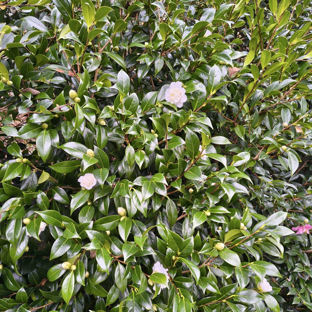 Camellia japonica 'Man Size' ~ Man Size Camellia-ServeScape