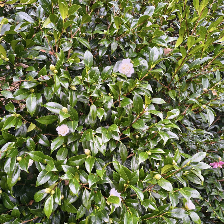 Camellia japonica 'Man Size' ~ Man Size Camellia-ServeScape