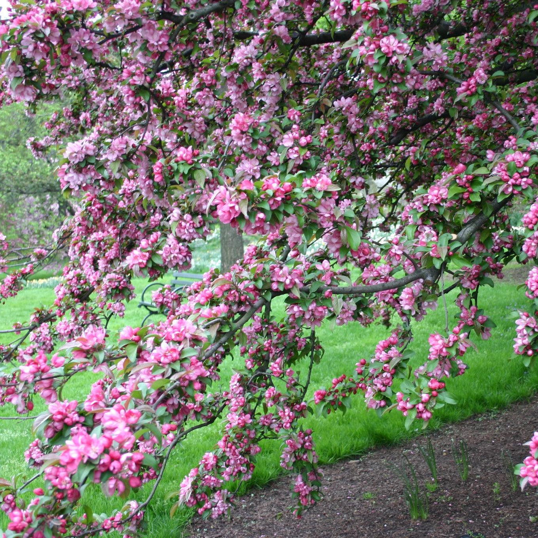 Malus 'Centzam' ~ Centurion Crabapple-ServeScape