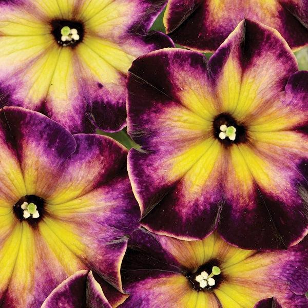 Petunia hybrid 'Wespebimost’ ~ Crazytunia® Moonstruck Petunia-ServeScape