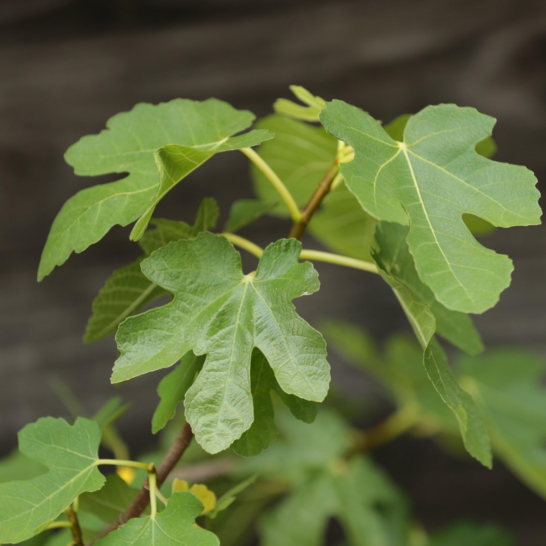 Ficus Magnolia Magnolia Fig - Ficus carica 'Magnolia' – ServeScape