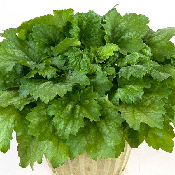 Heuchera 'Kira Green Tea' ~ Kira™ Green Tea Heuchera