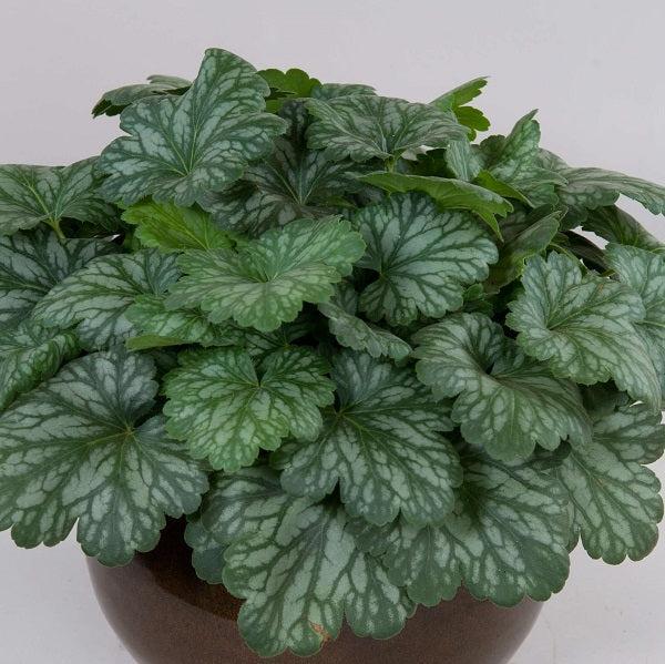 Heuchera 'Kira Evergreen Forest' ~ Kira™ Evergreen Forest Heuchera-ServeScape