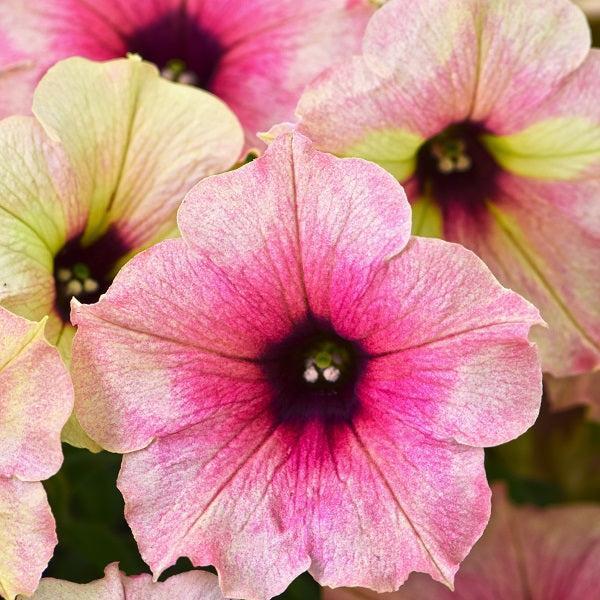 Petunia hybrid 'Wespecrarogo’ ~ Crazytunia® Rose Gold Petunia-ServeScape
