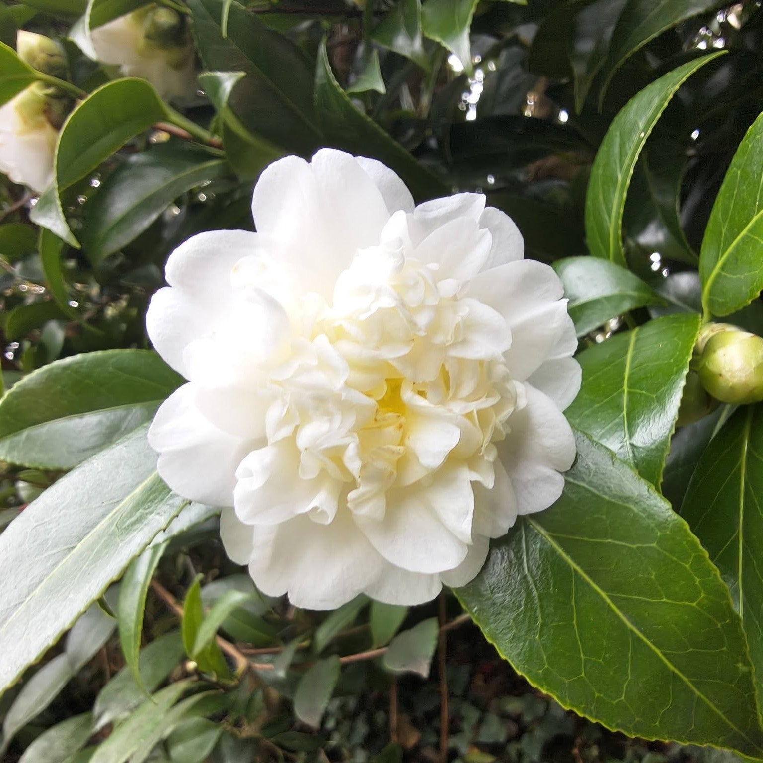 Camellia japonica 'Man Size' ~ Man Size Camellia-ServeScape