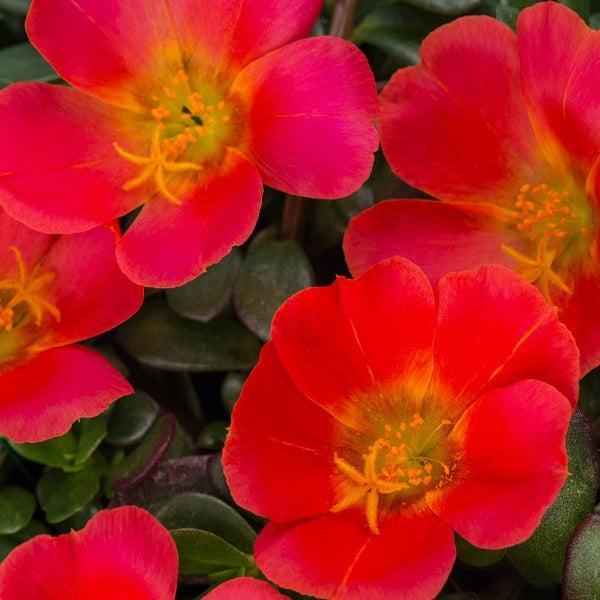 Portulaca oleracea 'ColorBlast Grenadine' ~ ColorBlast™ Grenadine Purslane-ServeScape