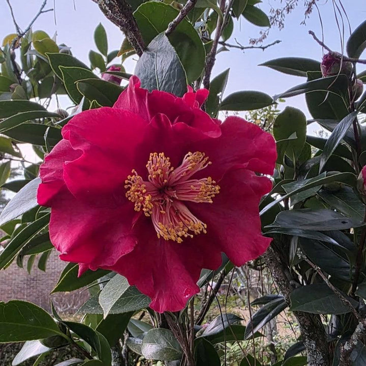Camellia japonica 'Bob Hope' ~ Bob Hope Camellia-ServeScape