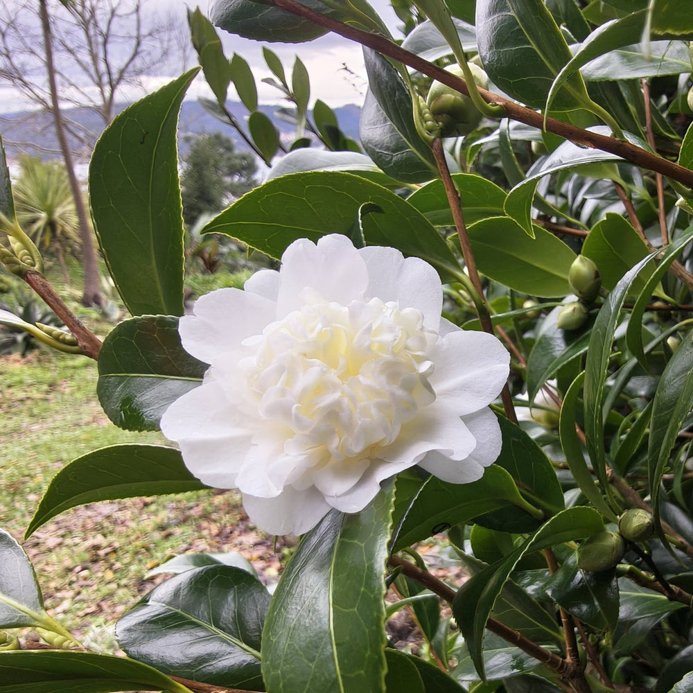 Camellia japonica 'Man Size' ~ Man Size Camellia-ServeScape