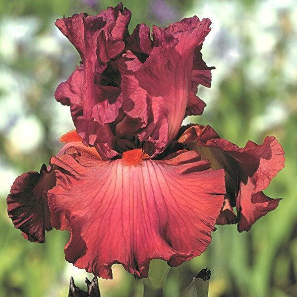Iris germanica 'Code Red' ~ Code Red Bearded Iris-ServeScape