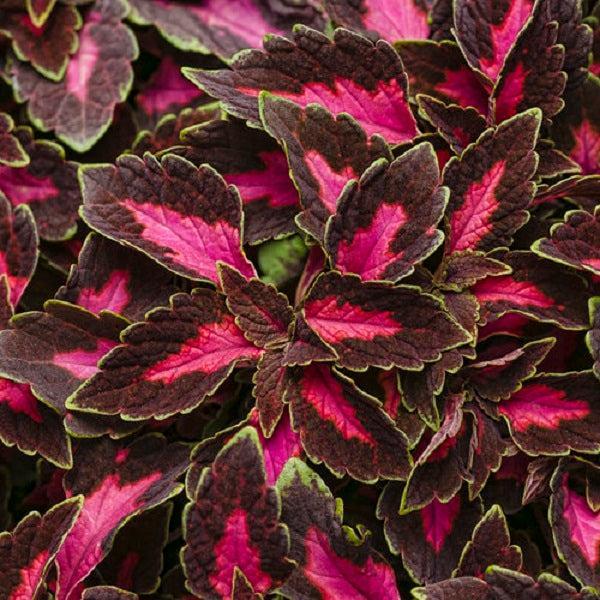 Solenostemon scutellarioides 'Velveteen' ~ PW® ColorBlaze® Velveteen® Coleus-ServeScape