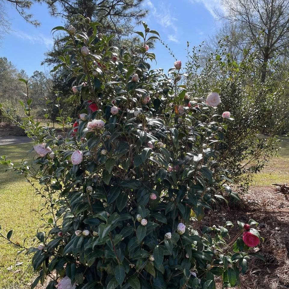 Camellia japonica 'LA Peppermint' ~ LA Peppermint Camellia-ServeScape