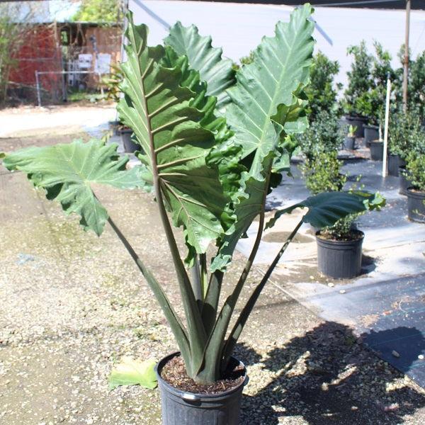 Alocasia 'Sumo' ~ Sumo Elephant Ear-ServeScape