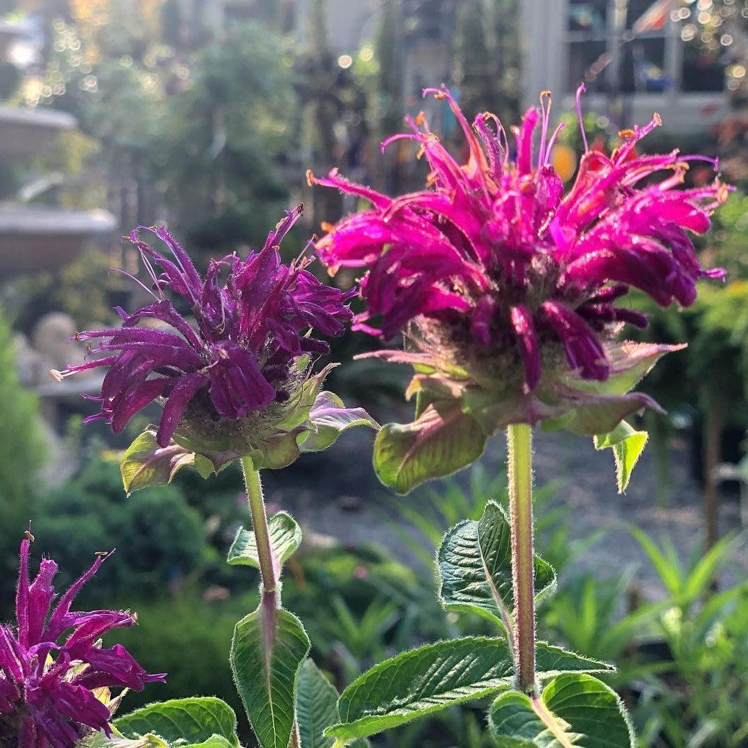 Monarda didyma 'Purple Rooster' ~ Purple Rooster Bee Balm-ServeScape