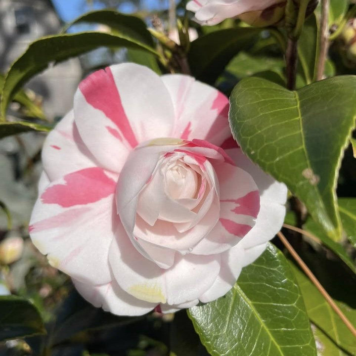 Camellia japonica 'LA Peppermint' ~ LA Peppermint Camellia-ServeScape