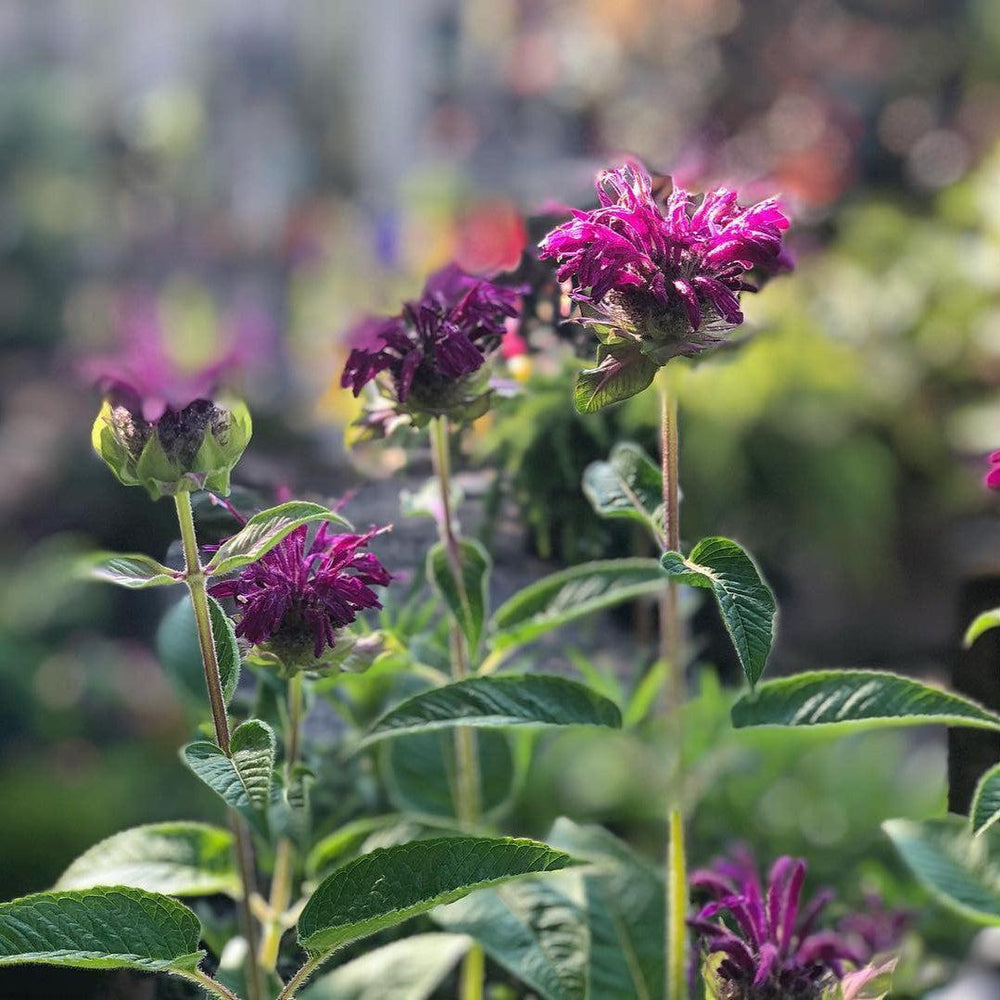 Monarda didyma 'Purple Rooster' ~ Purple Rooster Bee Balm-ServeScape