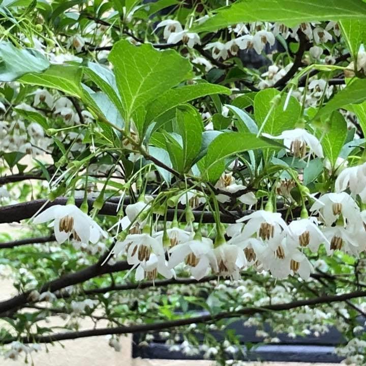 Styrax japonicus 'Fragrant Fountain' ~ Fragrant Fountain Japanese Snowbell-ServeScape