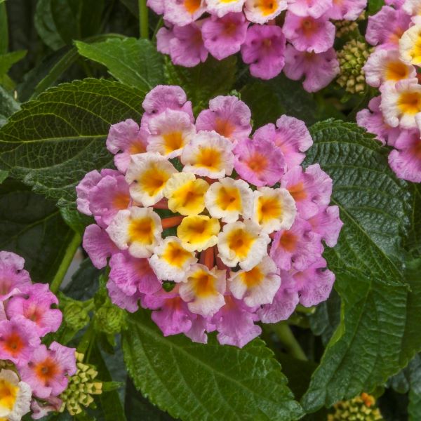 Lantana camara 'Bandolero Pink' ~ Bandolero™ Pink Lantana-ServeScape