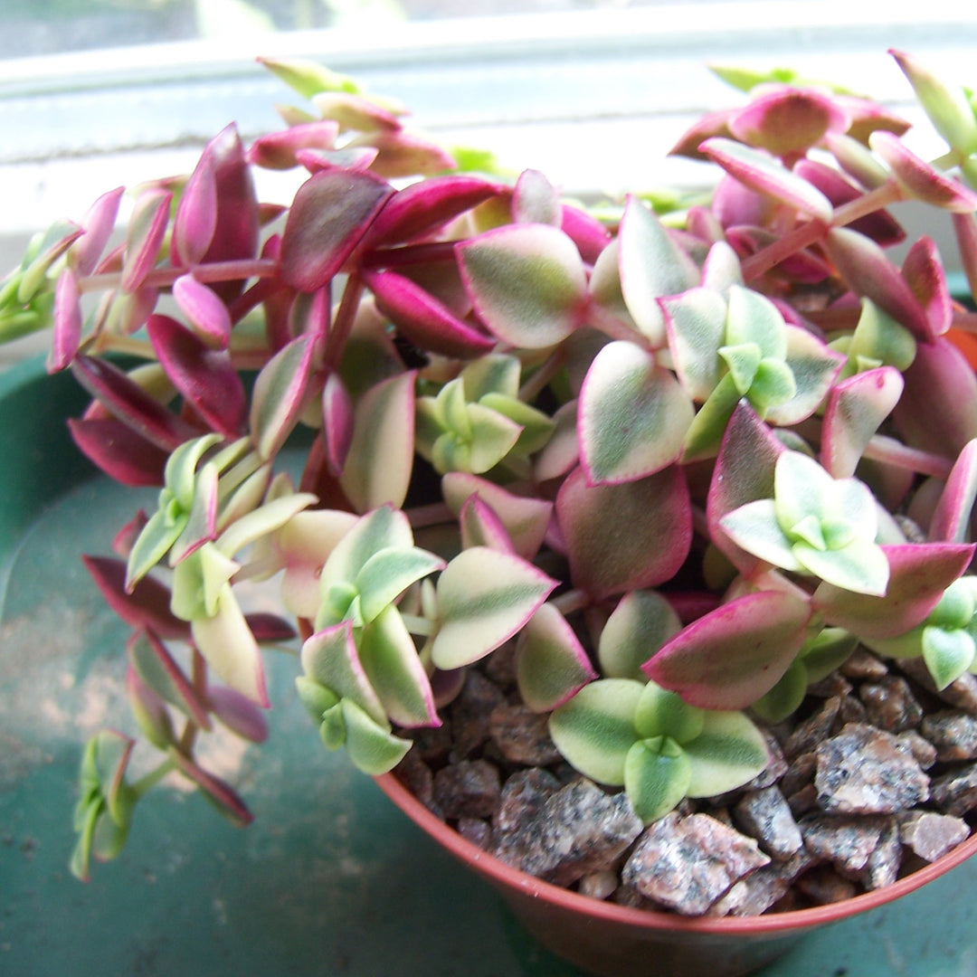 Crassula pellucida 'Variegata' ~ Calico Kitten Crassula-ServeScape