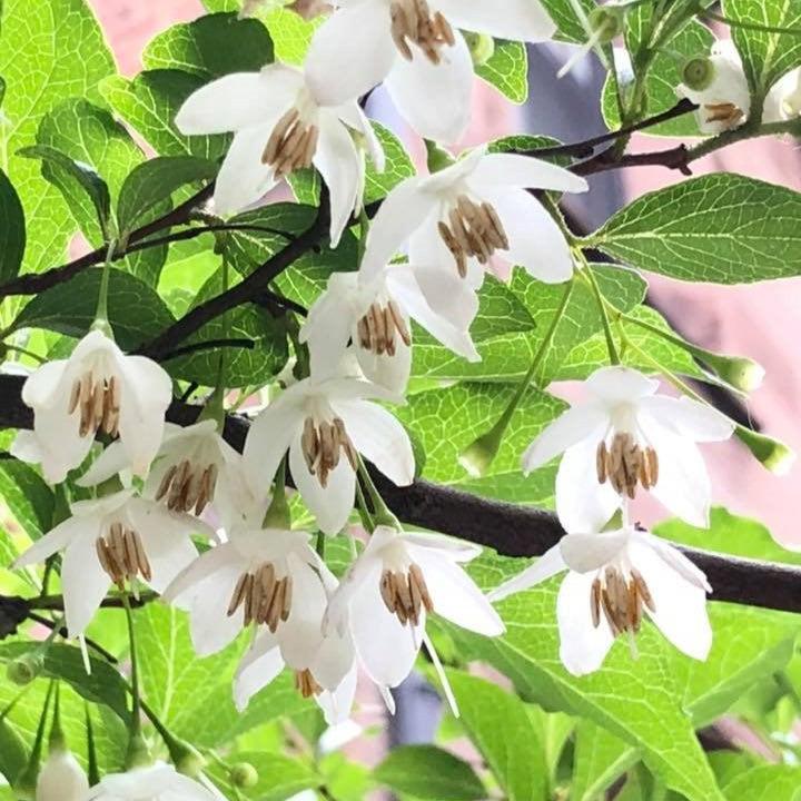 Styrax japonicus 'Fragrant Fountain' ~ Fragrant Fountain Japanese Snowbell-ServeScape