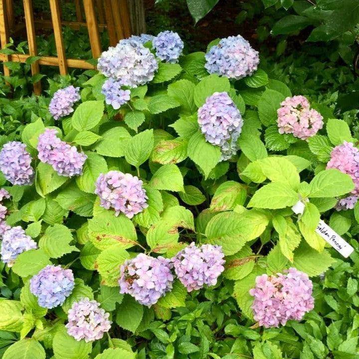 Hydrangea macrophylla 'Golden Penny' ~ Golden Penny Hydrangea-ServeScape