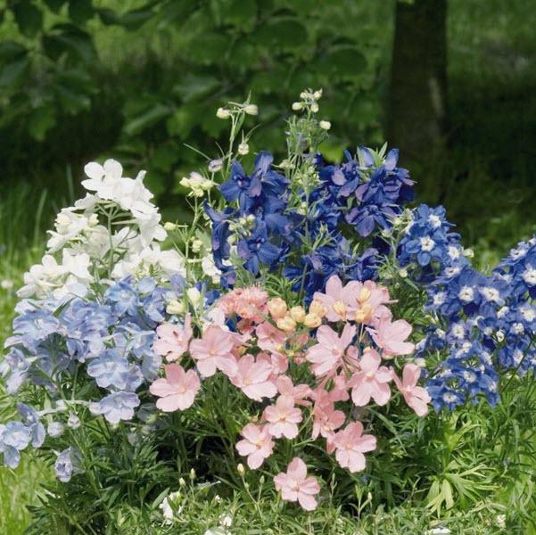 Delphinium grandiflorum 'Summer Colors Mix' ~ Summer Colors Mix Delphinium-ServeScape