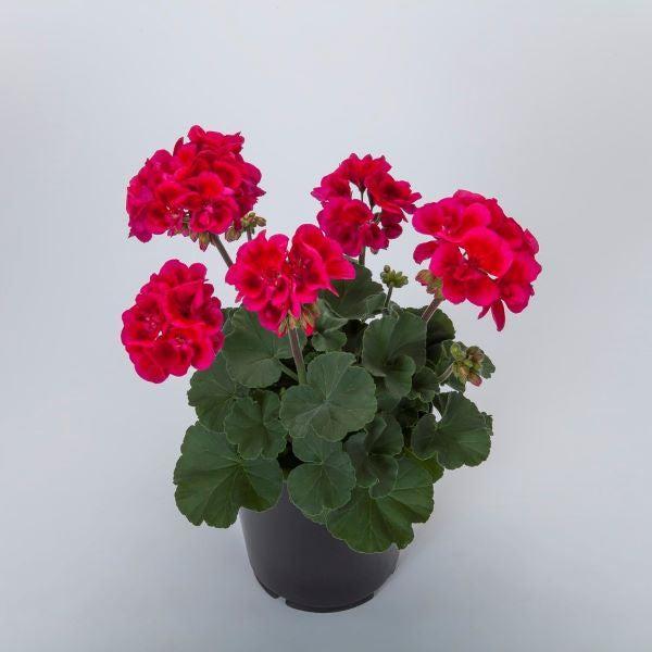 Pelargonium interspecific 'Mojo Cranberry Splash' ~ Mojo™ Cranberry Splash Geranium-ServeScape