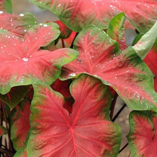 Caladium 'Freida Hemple’ ~ Freida Hemple Caladium-ServeScape