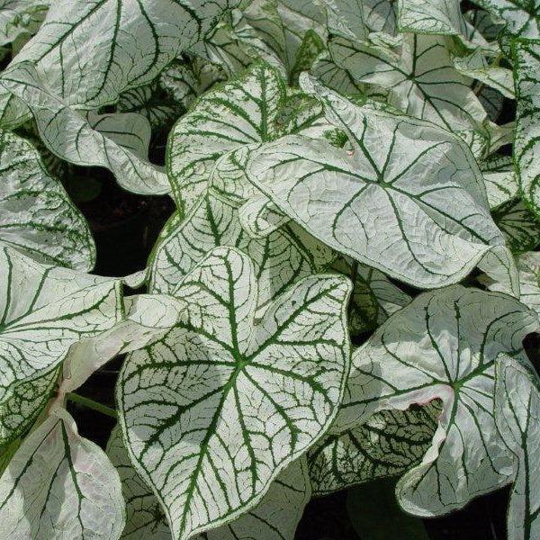 Caladium 'Candidum' ~ Candidum Caladium-ServeScape